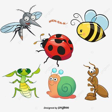 3  10  ans - A la dcouverte des insectes  - 5 jours