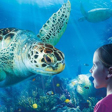4 � 12 ans - le monde marin sea Life - 5 jours